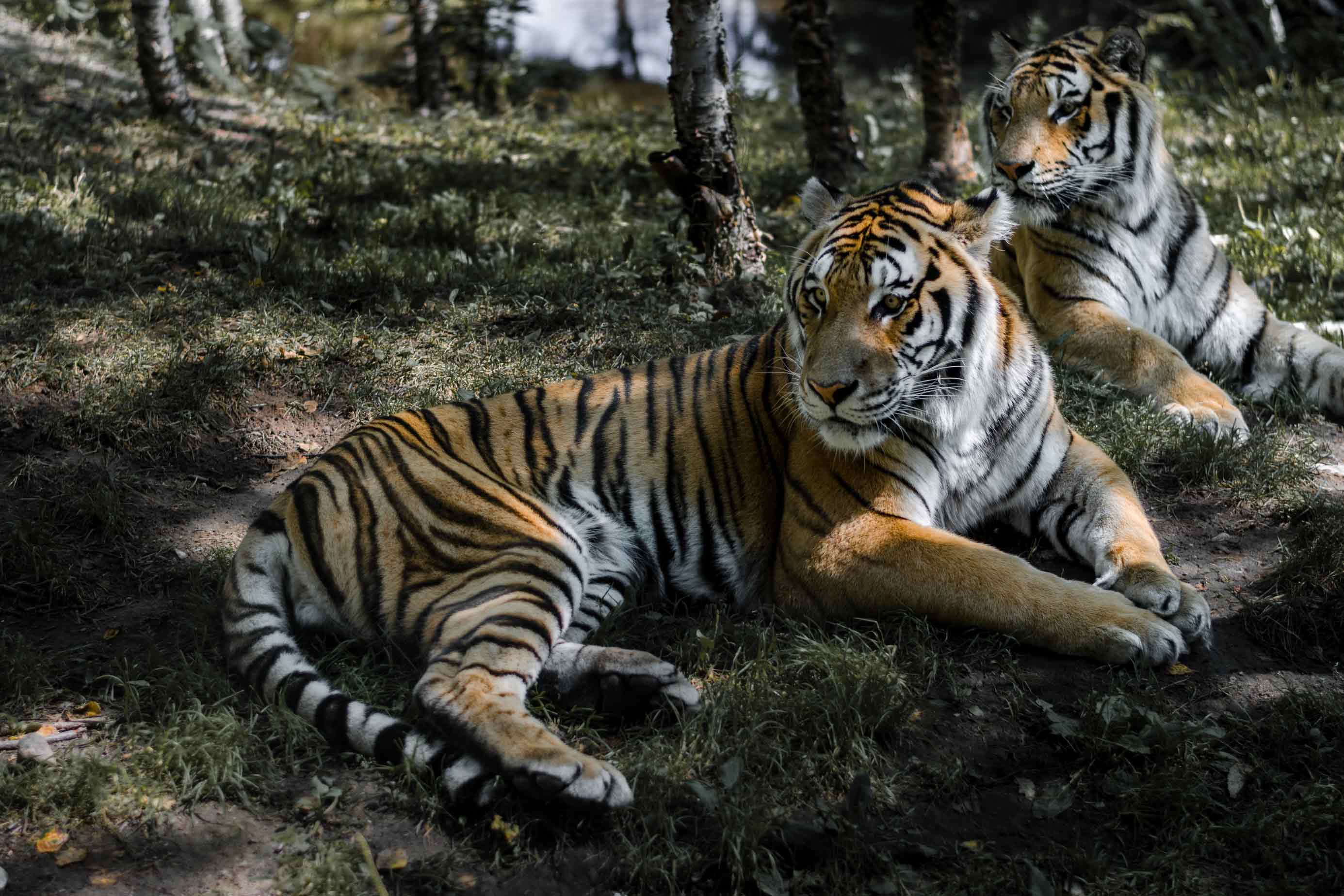 Tigres zoo