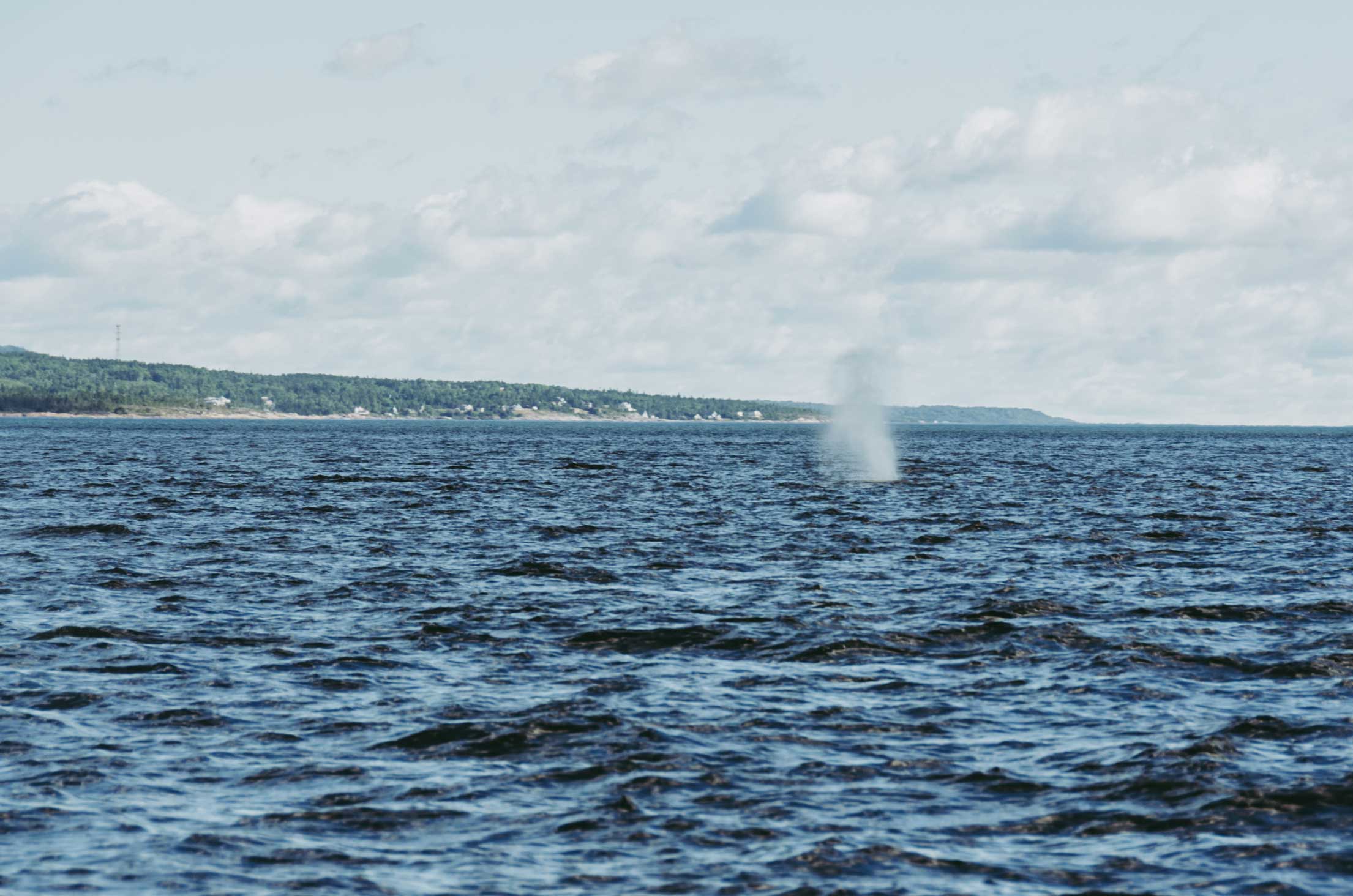 tadoussac baleine